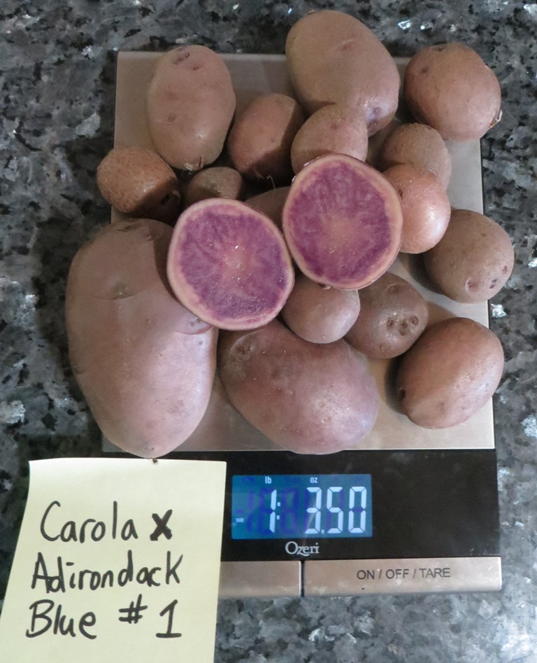 Carola x Ad. Blue TPS Harvest Growing Potatoes From True ...