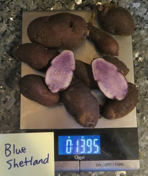 There were no figure 8 shapes this time.  Blue Shetland produced a fairly average dark colored tuber.